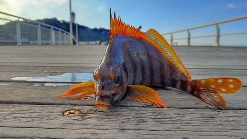 タカノハダイの釣果