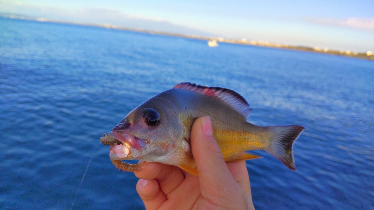 タカノハダイ