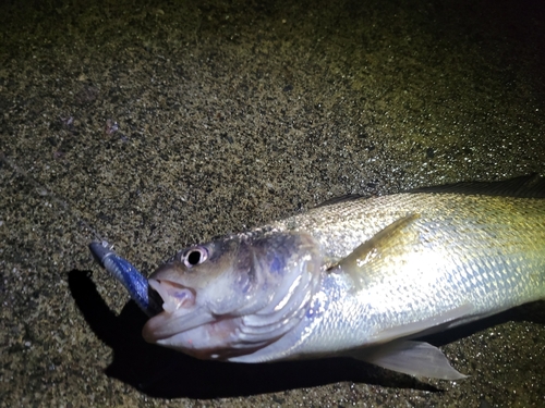 イシモチの釣果