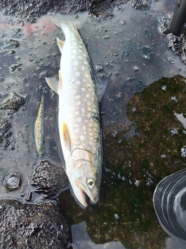 アメマスの釣果