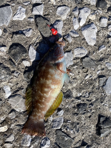 アカササノハベラの釣果