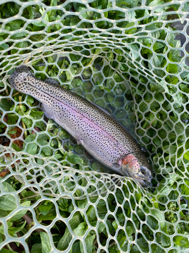 ニジマスの釣果