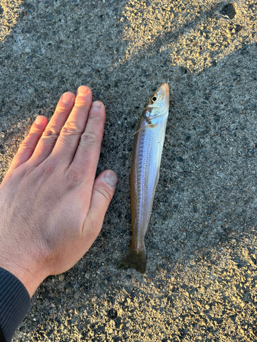 シロギスの釣果