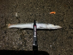 カマスの釣果