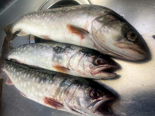 アメマスの釣果