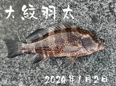 オオモンハタの釣果