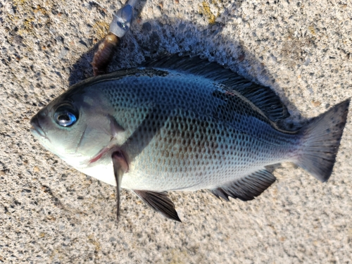 グレの釣果