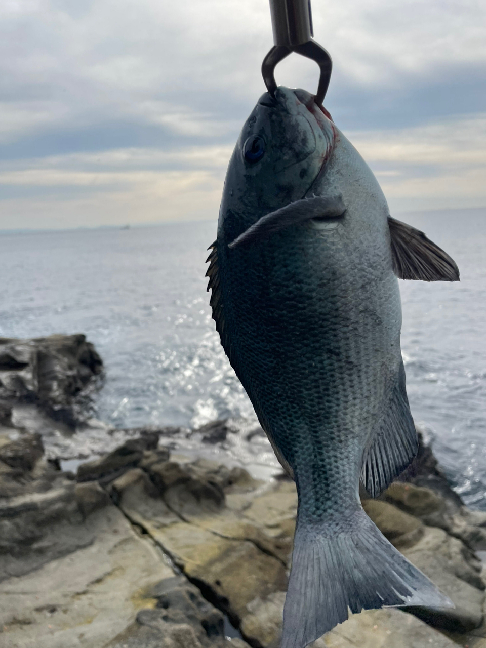 クチブトグレ