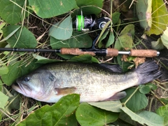 ブラックバスの釣果