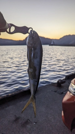 シイラの釣果