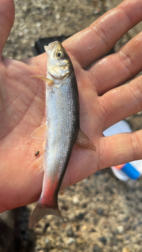 ウグイの釣果