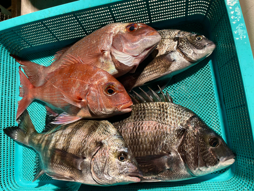 マダイの釣果