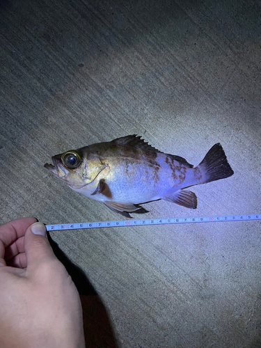 クロメバルの釣果