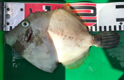 カワハギの釣果