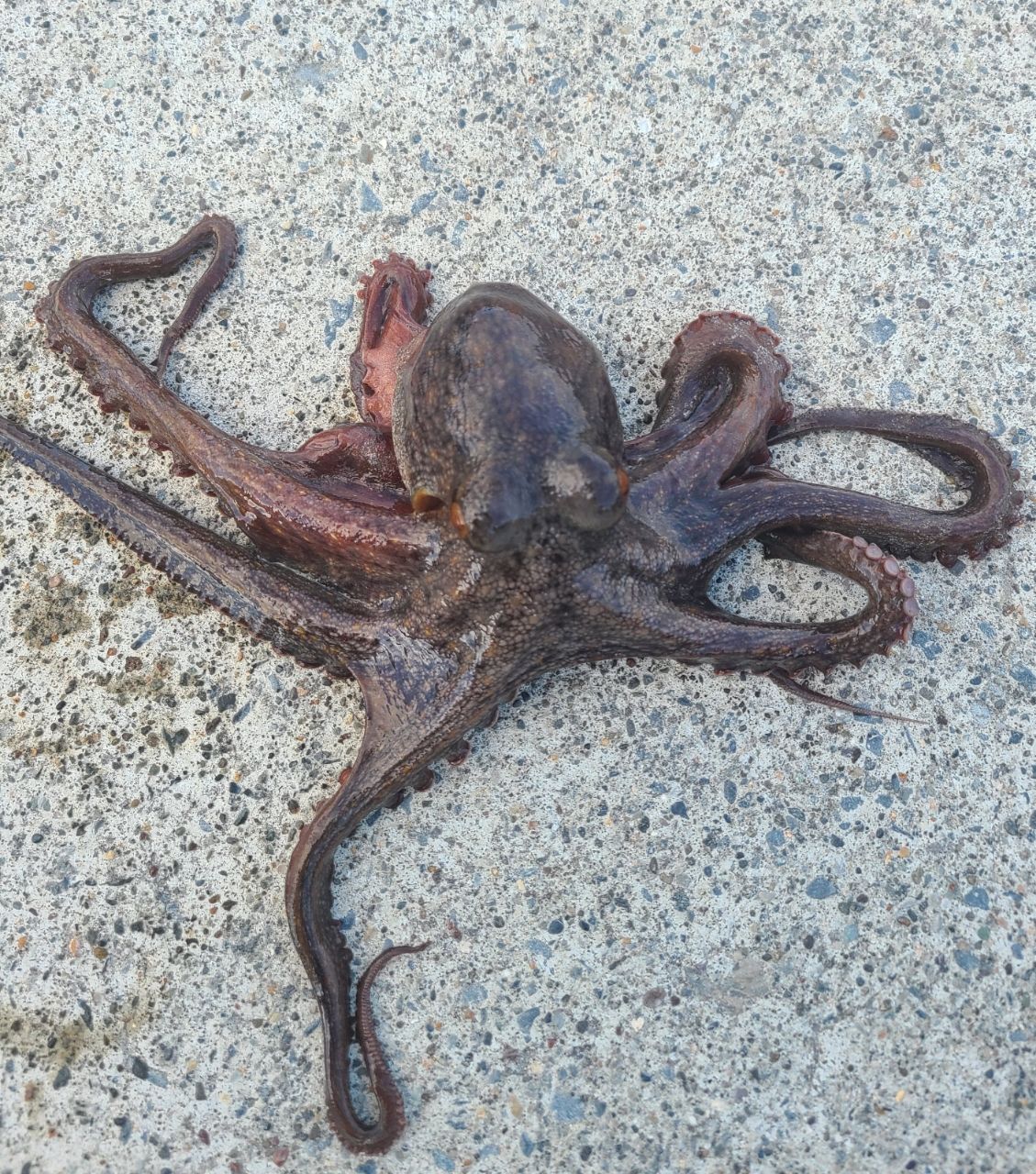 タコ