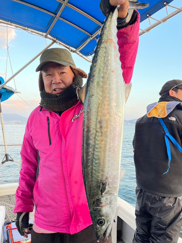 サゴシの釣果