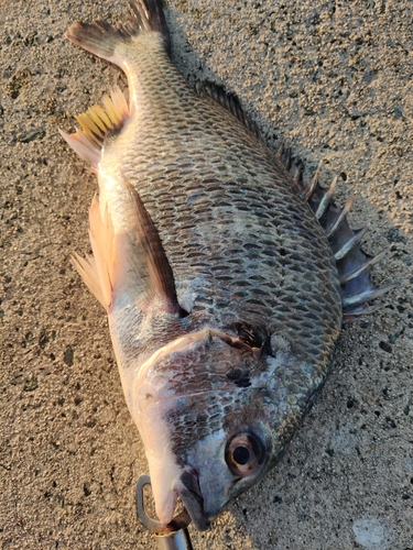 キビレの釣果