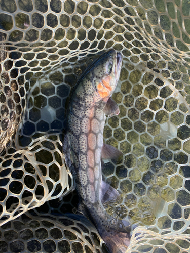 ニジマスの釣果