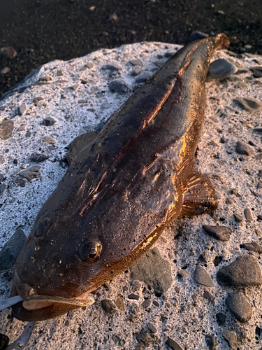 マゴチの釣果