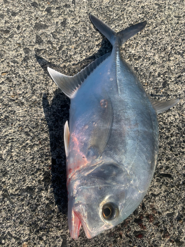 メッキの釣果