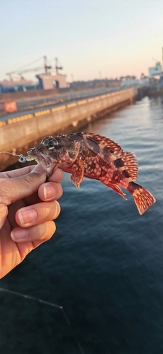 カサゴの釣果