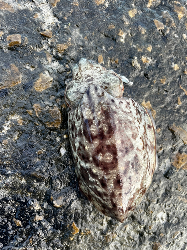 コウイカの釣果