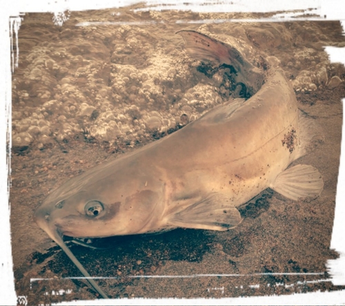 アメリカナマズの釣果