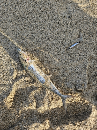 サゴシの釣果