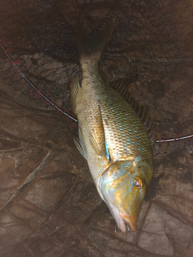 アイゴの釣果