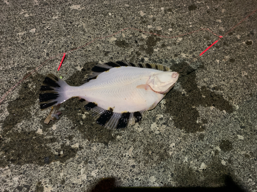 カワガレイの釣果