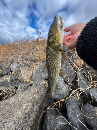 ニゴイの釣果