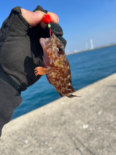 アラカブの釣果