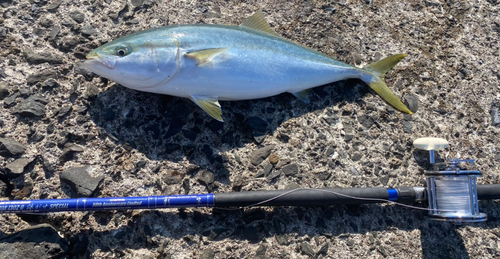 ヤズの釣果