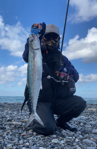 サゴシの釣果