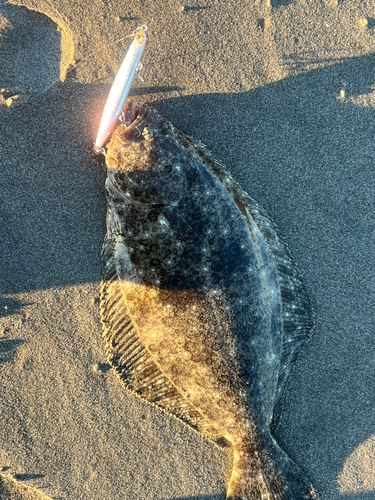 ヒラメの釣果