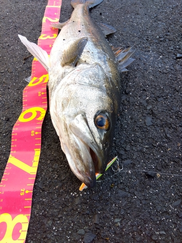 シーバスの釣果