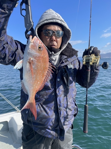 マダイの釣果