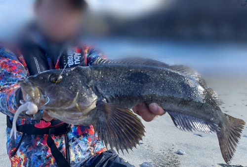 アイナメの釣果