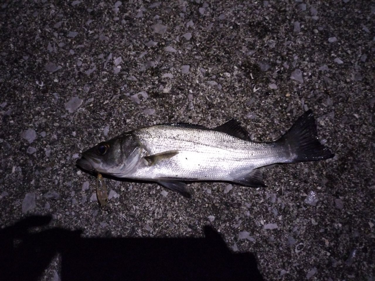 セイゴ（マルスズキ）