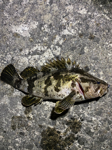 ベッコウゾイの釣果