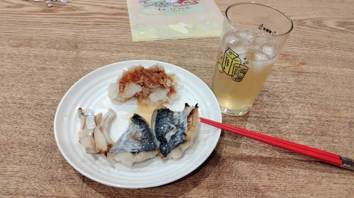 サゴシの釣果