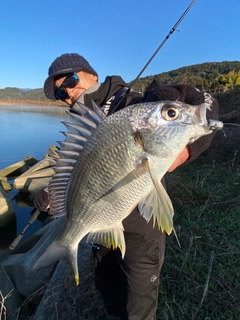 キチヌの釣果