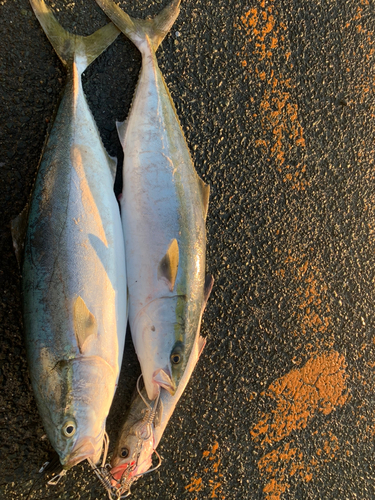 ブリの釣果