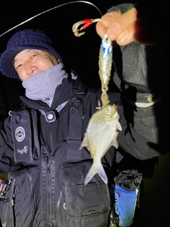 コバンアジの釣果