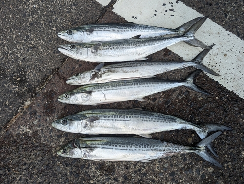 サゴシの釣果