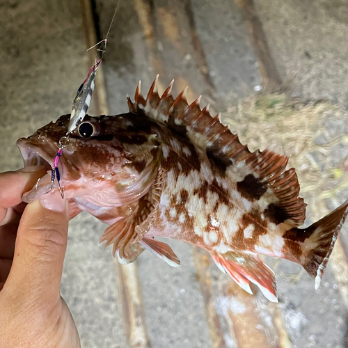 カサゴの釣果