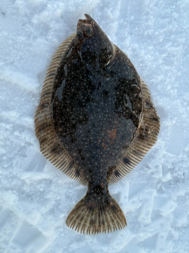 カレイの釣果