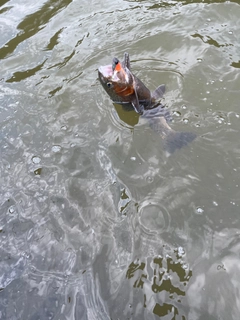 ニジマスの釣果