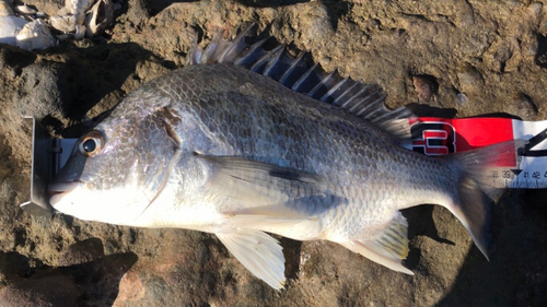 キビレの釣果