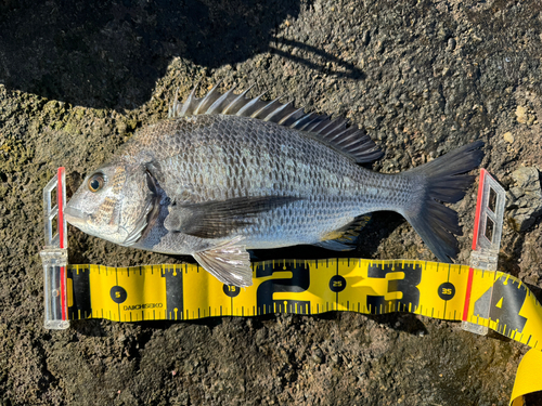 チヌの釣果